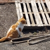 熱海に住む猫🐱