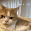 雨田甘夏、初老です。【猫と年齢と老い事情】
