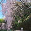 カブで花見プチツー　吉良のエドヒガン