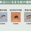 3種類の蚊と人間