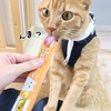 猫用ハーネス☆ハンドルベスト