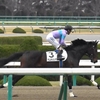 ナムラシンゲキ 2019.3.3 阪神競馬場