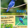 幸せの青い鳥を見つけに来ませんか？　#幸せの青い鳥　#オオルリ　#鳥取市　#安蔵公園　#安蔵森林公園　＃AZOサバゲ―フィールド