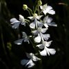 南阿蘇周辺で花散策！（ダイサギソウやシノノメソウなど！）