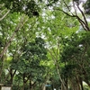 公園を散歩する