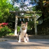 春の唐沢山神社　②