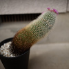 サボテンの胴切りと、ストレリチアの植え替え