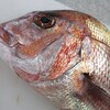 旬の魚料理講座実習・天タイ・お造り・昆布しめ・他