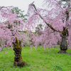 京都御苑の桜