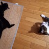 盛夏の午后は心静かに過ごす