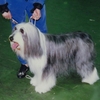 BEARDED COLLIE