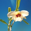 Dendrobium albosanguineum   