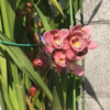 蘭の花、咲いています！（2021年4月20日）