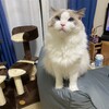座椅子の背に乗るのが気に入ったふくちゃん