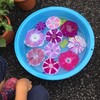 朝顔市と観る将イベント
