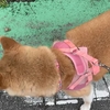 かたつむり🐌と夢ちゃん🐕