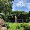 【天王寺】3歳の息子とふたりで動物園へ行く