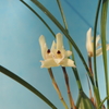 Maxillaria kautskyi