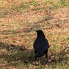 はじめまして。カラスさんぽをしよう