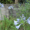 梅雨は花の季節？