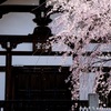 古谷の京都桜めぐり2021 -下の巻-