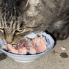 たぬきねこ、鯖缶を食べる。