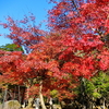 2018年11月初旬　霧島神宮の紅葉