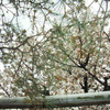 御衣黄桜の咲く寺：西陣雨宝院