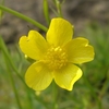 今日は野草　20200418
