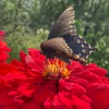 蜜と蝶
