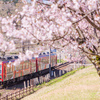 桜と富山もよう