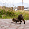 隣県西部離島のねこさん