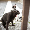 強気、無気力、リラックス・・・門の向こうのネコさんたち