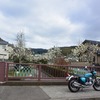 富樫の花（サクラ）は咲はじめ