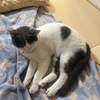 あんこと猫風邪