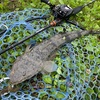 マゴチカウンター9,10今期最大サイズ降臨