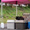 隣市西道沿いのねこさん