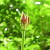 小石川植物園　もうすぐ彼岸花が咲きそうです😊