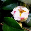 春を待つ椿