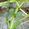 (409) Parthenocissus tricuspidata