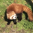 くりいむぱんだのお出かけ日記