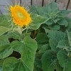 ４８２．ひまわりの開花