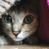 猫はトンネルがお好き♡