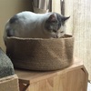 猫さんのためにアレコレ。