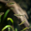 シザーステールラスボラ Rasbora trilineata