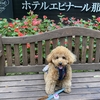 那須・犬とおでかけ　1泊2日の那須旅行②　お泊りは『エピナール那須』2日目は『那須ガーデンアウトレット』へ♪