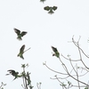 ダルマインコ Red-breasted Parakeet