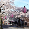 聖蹟桜ヶ丘で桜まつり