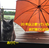 甘えん坊猫ズ