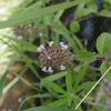 Clinopodium chinense subsp. grandiflorum　クルマバナ